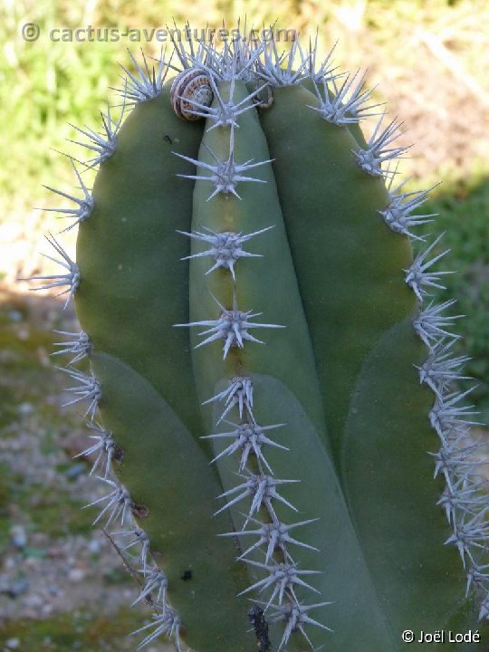 Lophocereus schottii 3 P1050610